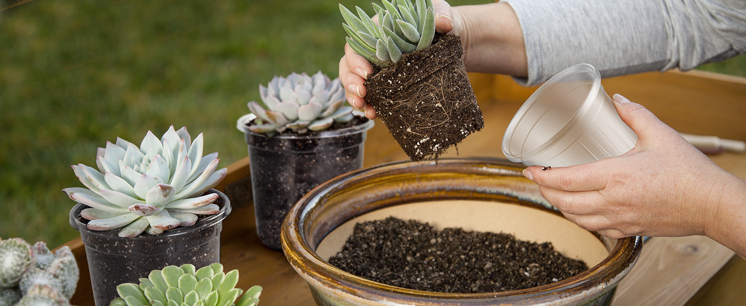 clear nursery pots