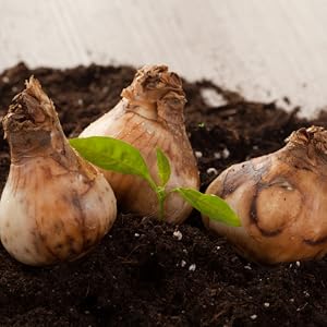 Bulbs, flowers, cz grain