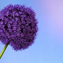 Bulbs, flowers, cz grain