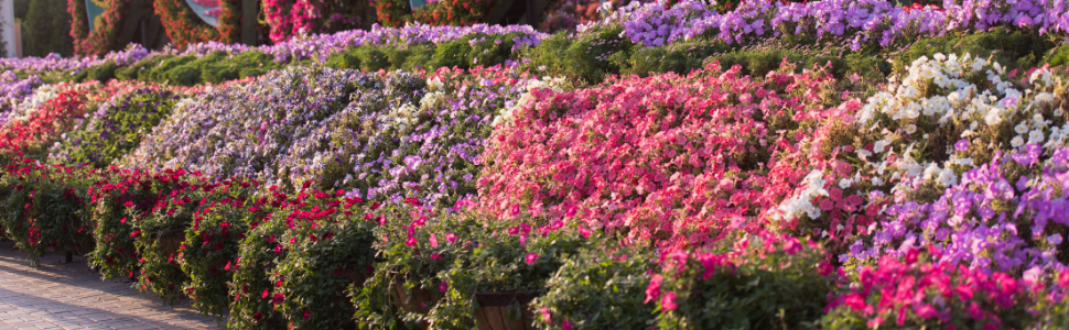 petunia garden