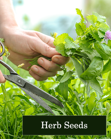 herb seeds