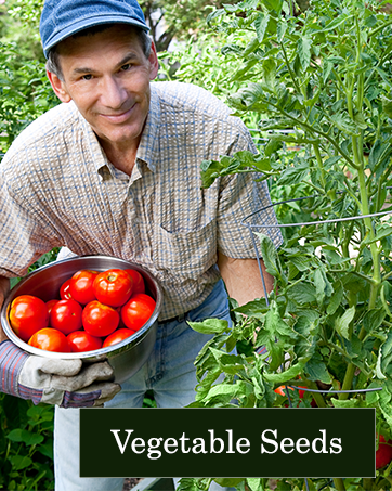 vegetable seeds