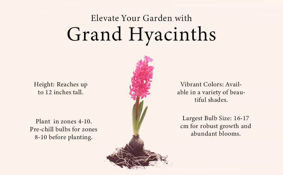 Elevate your garden with Grand Hyacinths