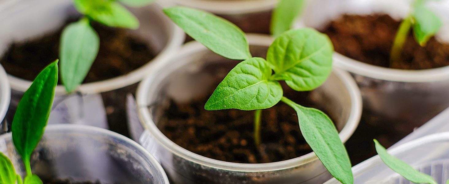 plant nursery pots