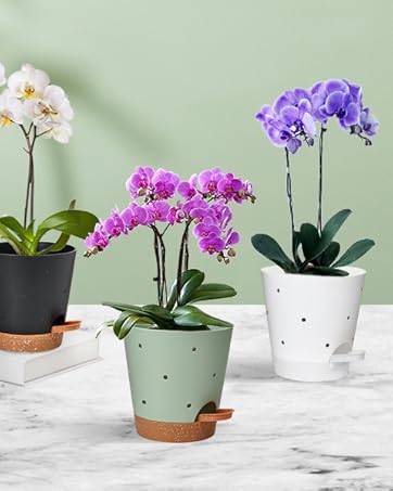 orchid pot