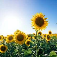 sunflowers, Bulbs, flowers, cz grain