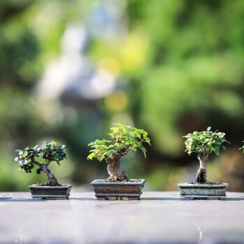 bonsai-4634225_960_720.jpg