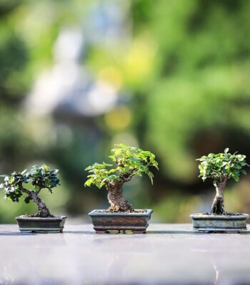 bonsai-4634225_960_720.jpg