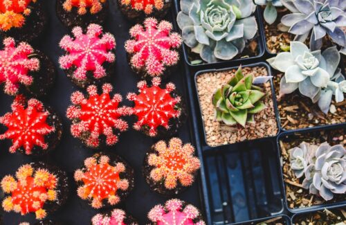 cacti-1845159_960_720.jpg