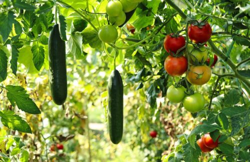 cucumber-plant-6614241_960_720.jpg