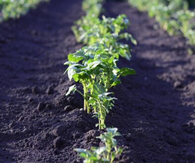 field-2168030_960_720.jpg