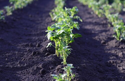 field-2168030_960_720.jpg