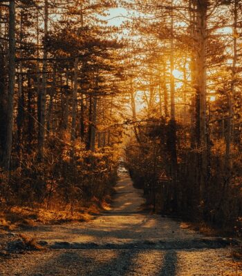 path-7387018_960_720.jpg