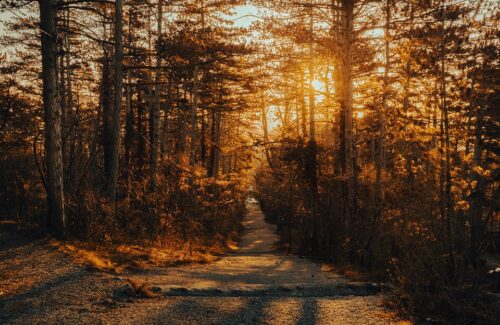 path-7387018_960_720.jpg
