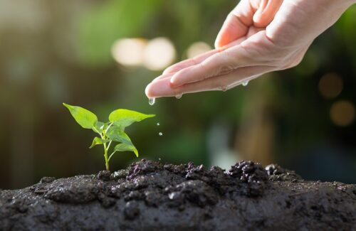soil-8080788_960_720.jpg