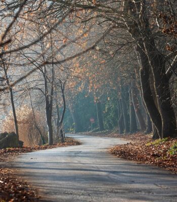 trees-7710539_960_720.jpg