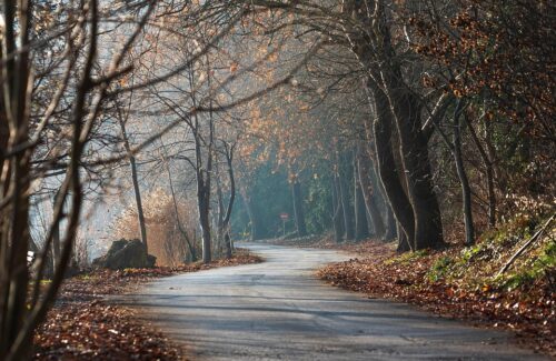 trees-7710539_960_720.jpg