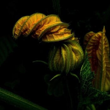 zucchini-5263781_960_720.jpg